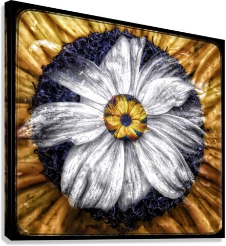 V673 Canvas Print