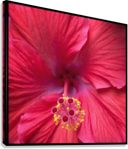 V674 Canvas Print