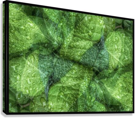 V679 Canvas Print