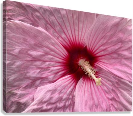 V681 Canvas Print
