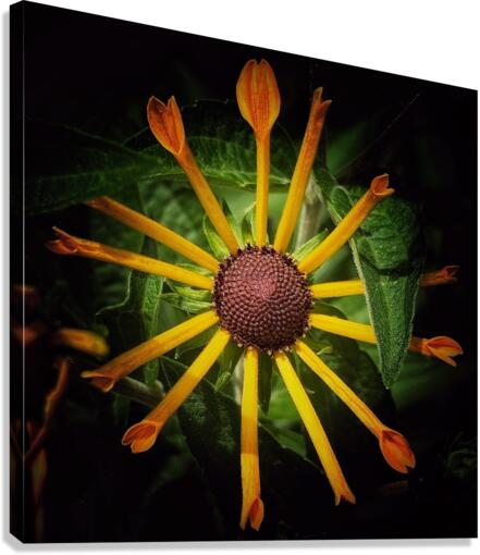 V682 Canvas Print