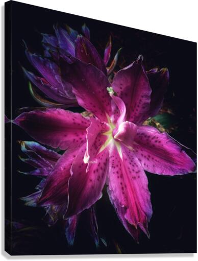 V683 Canvas Print
