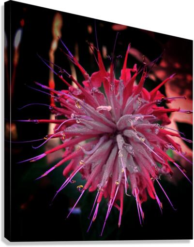 V684 Canvas Print