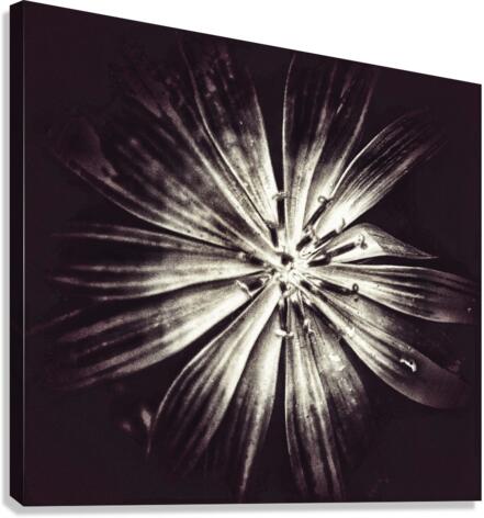 V685 Canvas Print