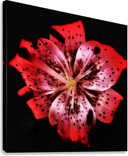 V686 Canvas Print