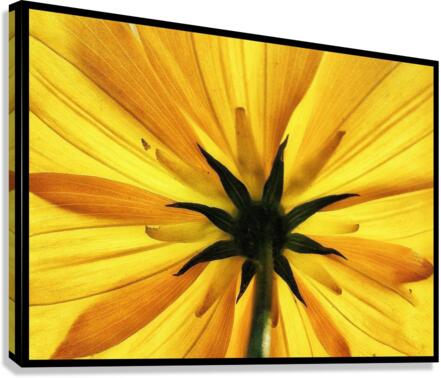 V687 Canvas Print