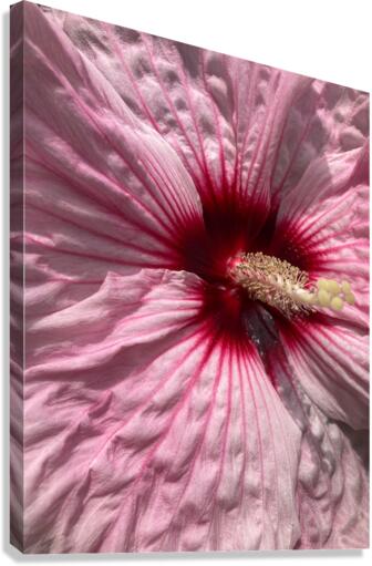 V688 Canvas Print
