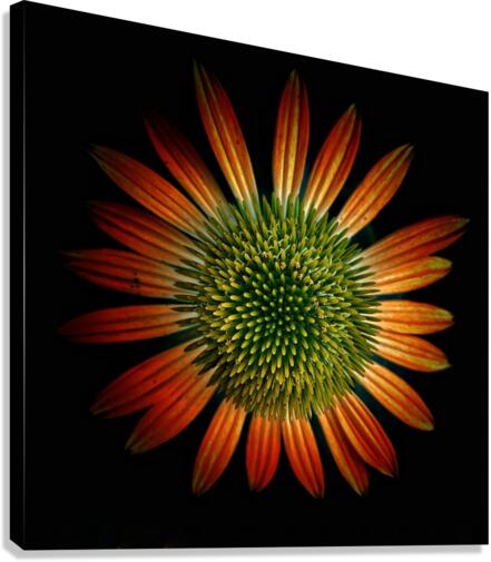 V691 Canvas Print