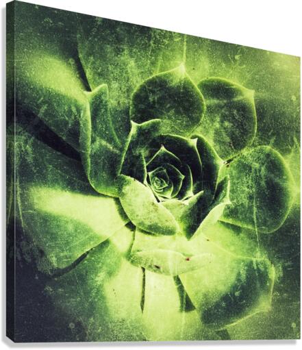 V692 Canvas Print