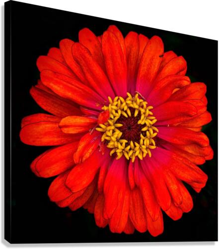 V693 Canvas Print