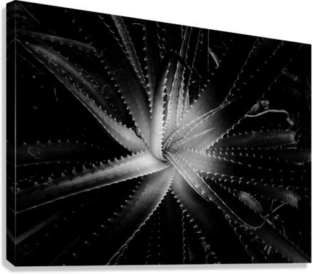 V694 Canvas Print