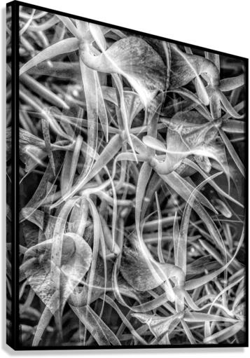 V695 Canvas Print