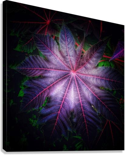 V696 Canvas Print