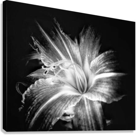 V698 Canvas Print