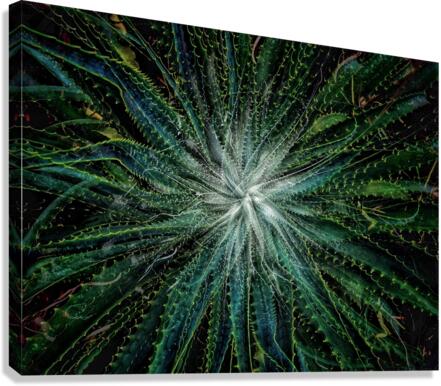 V708 Canvas Print