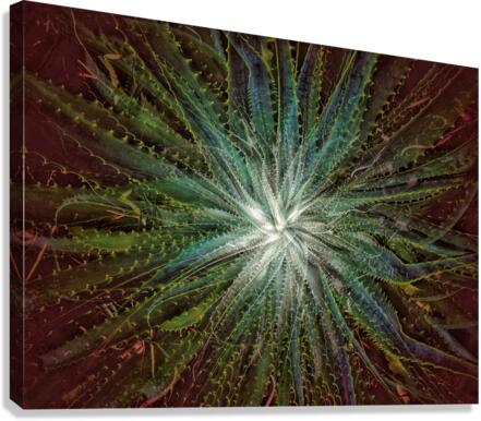 V711 Canvas Print