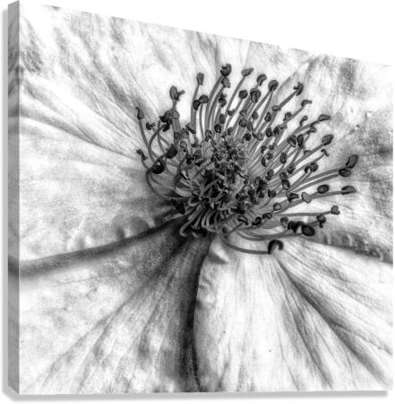 V714 Canvas Print