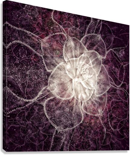 V716 Canvas Print