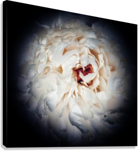 V719 Canvas Print