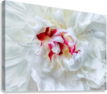 V720 Canvas Print