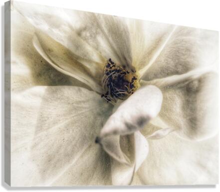 V721 Canvas Print