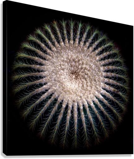 V725 Canvas Print