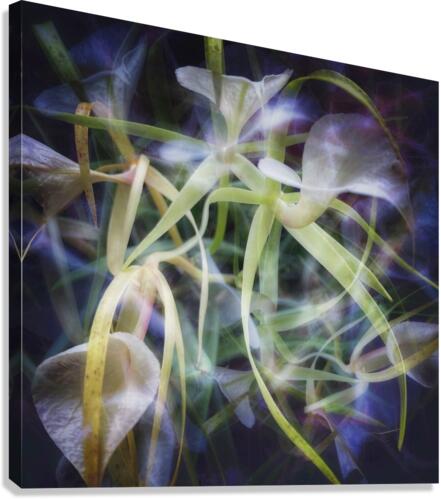 V726 Canvas Print