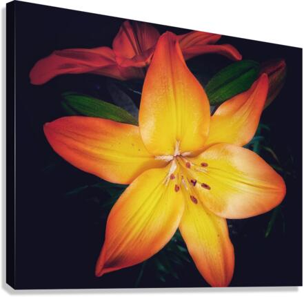 V730 Canvas Print