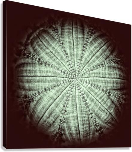 V734 Canvas Print