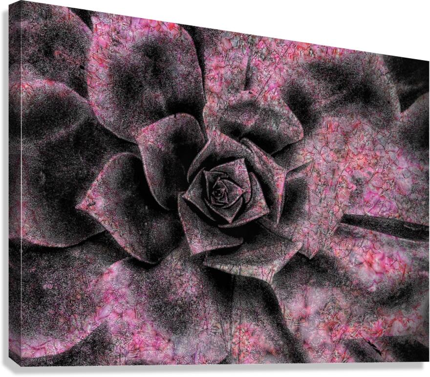 V793 Canvas Print
