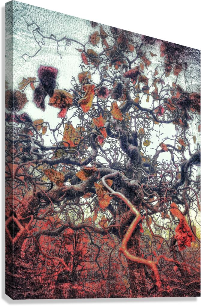 V796 Canvas Print