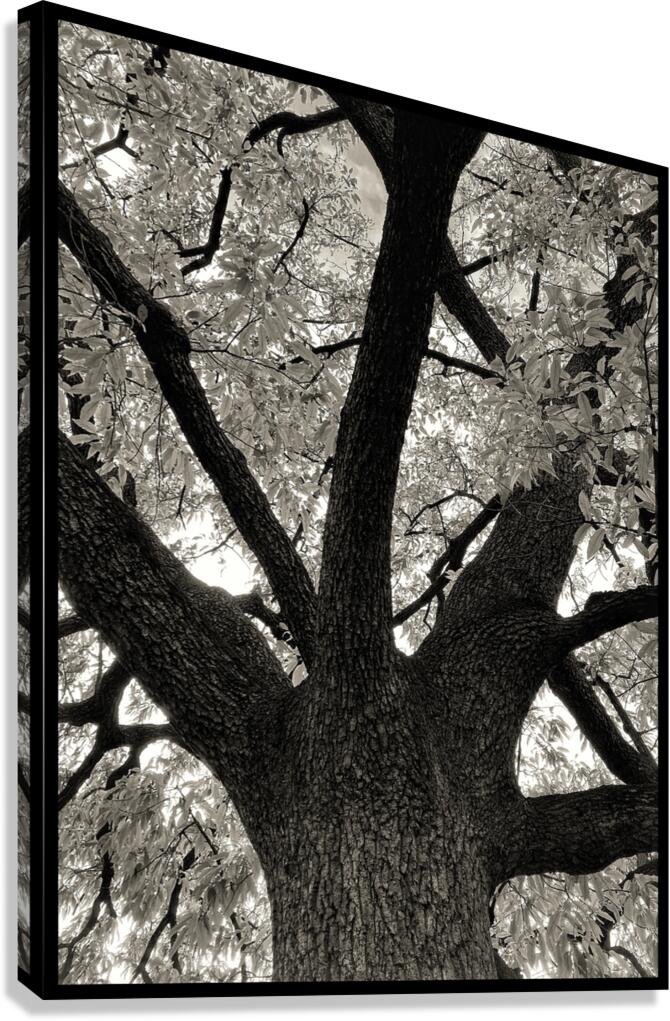 V802 Canvas Print