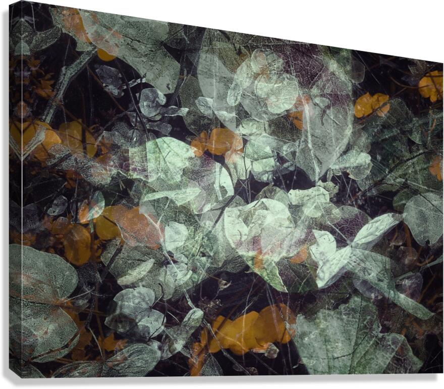 V804 Canvas Print