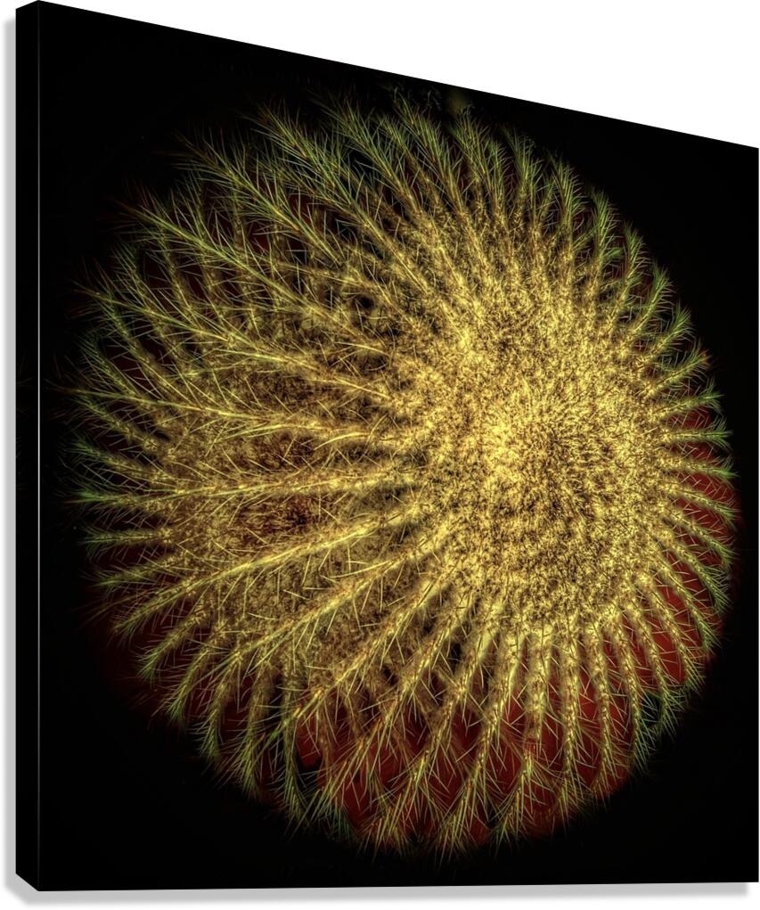 V811 Canvas Print