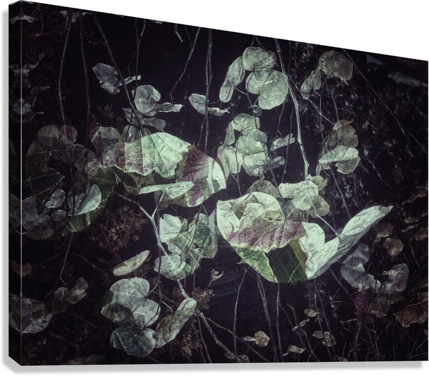 V814 Canvas Print