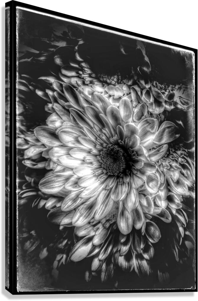 V827 Canvas Print