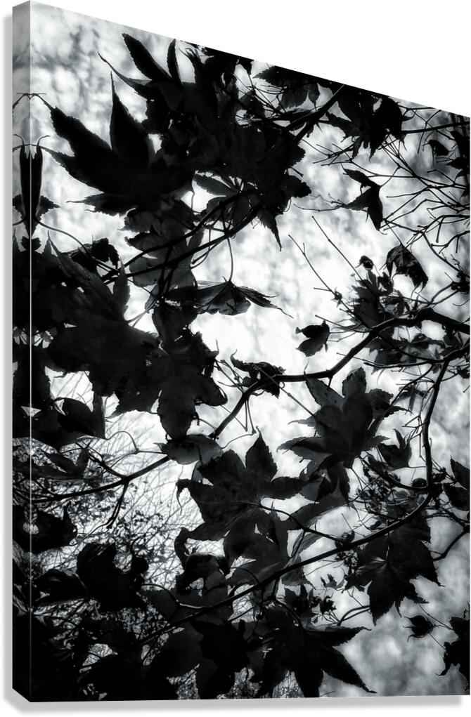 V830 Canvas Print