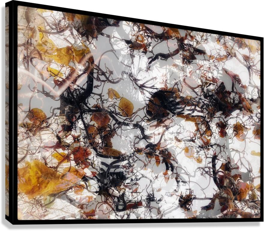 V832 Canvas Print