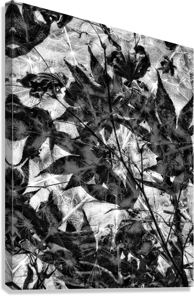 V838 Canvas Print