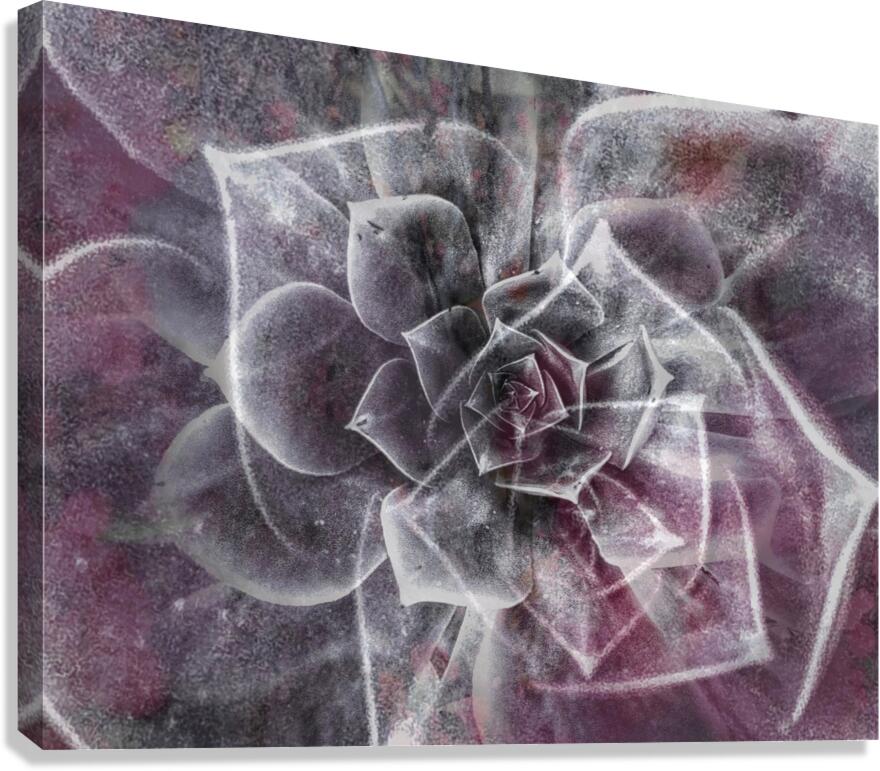 V850 Canvas Print