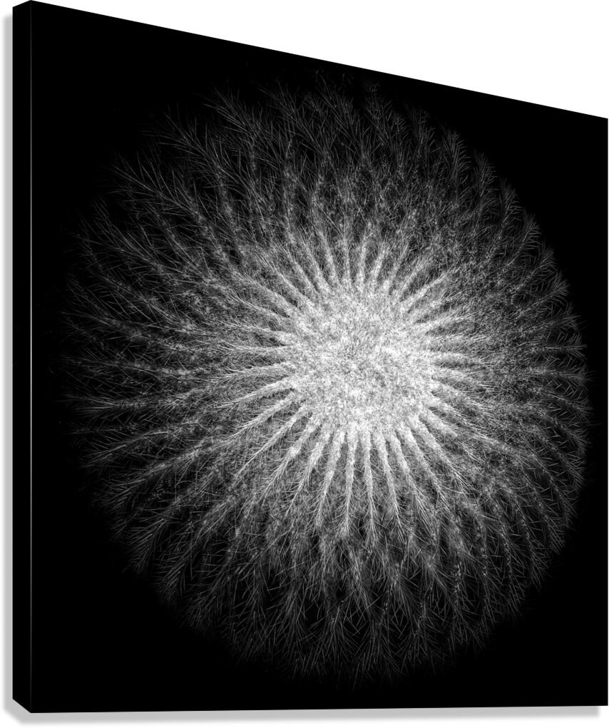 V853 Canvas Print