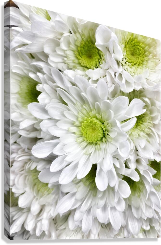V855 Canvas Print