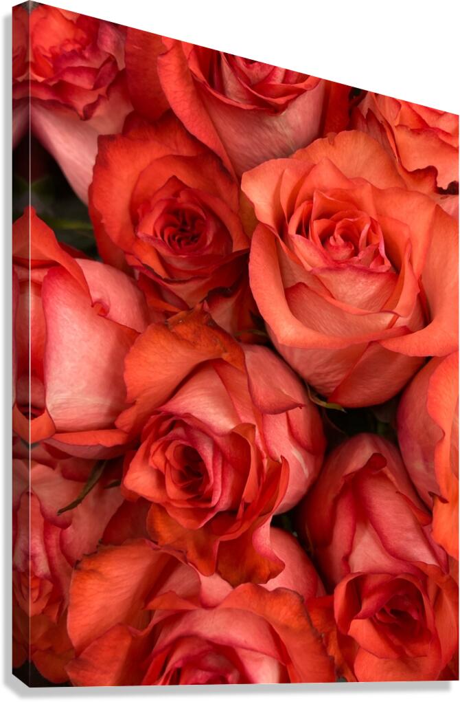 V858 Canvas Print