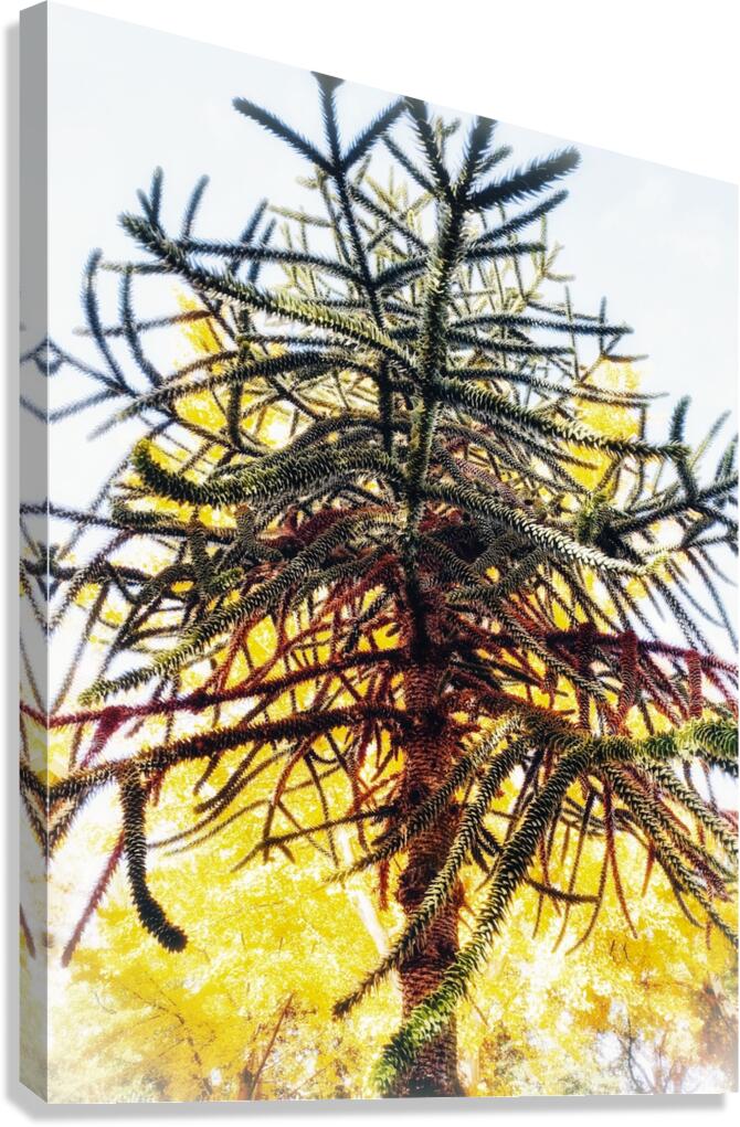 V861 Canvas Print