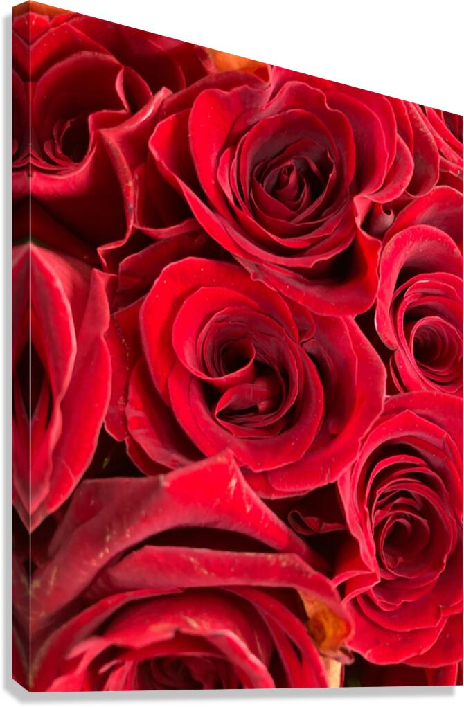 V862 Canvas Print