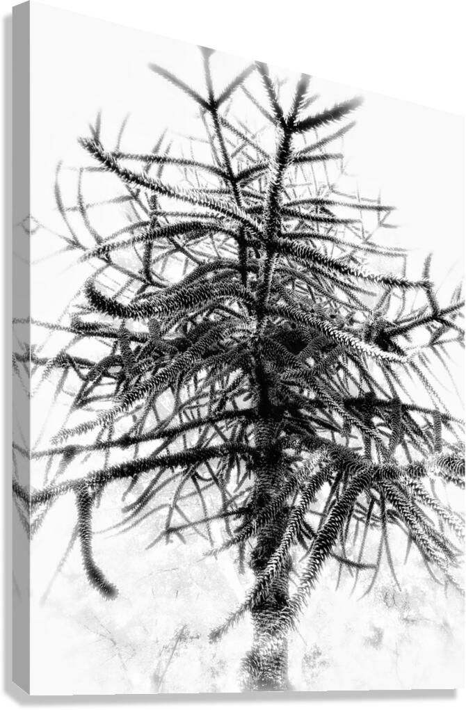 V863 Canvas Print