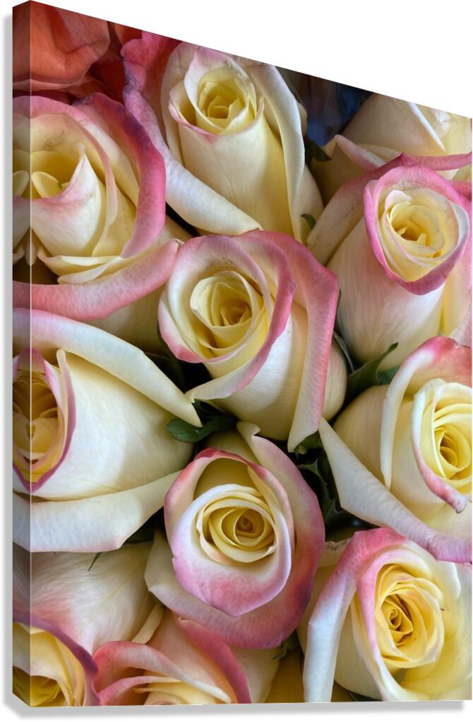 V864 Canvas Print