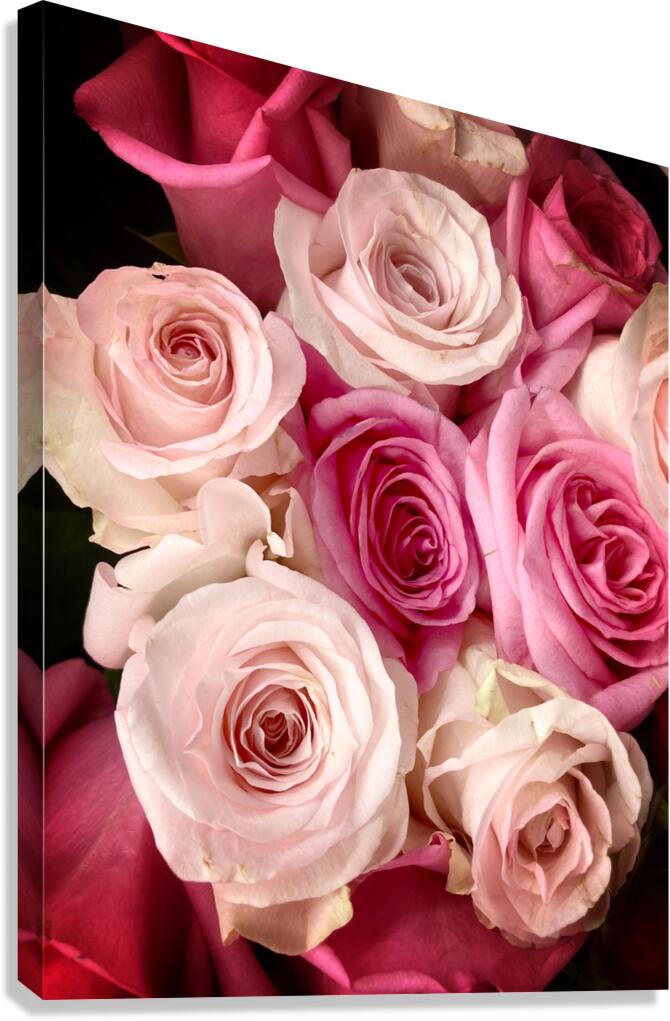 V865 Canvas Print