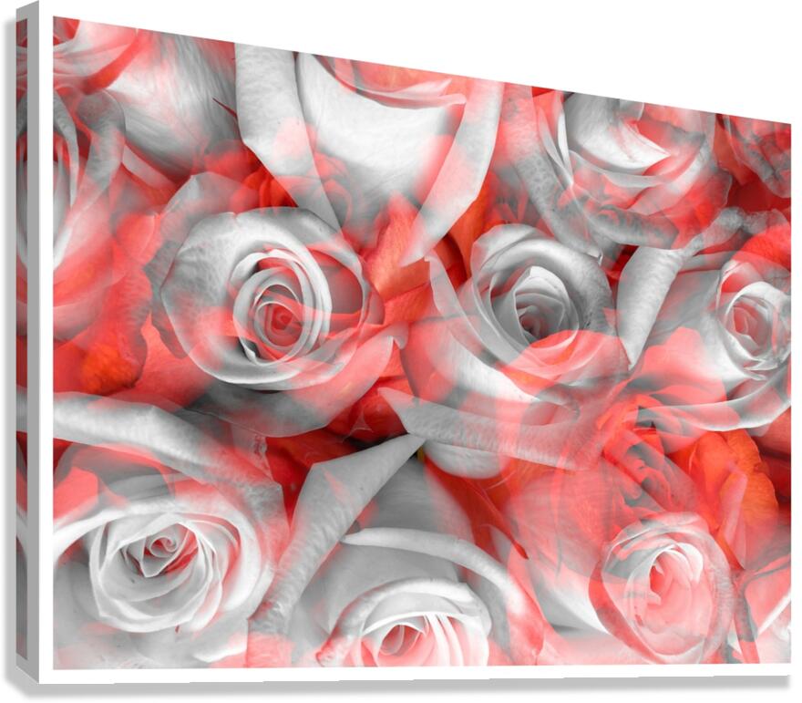 V867 Canvas Print