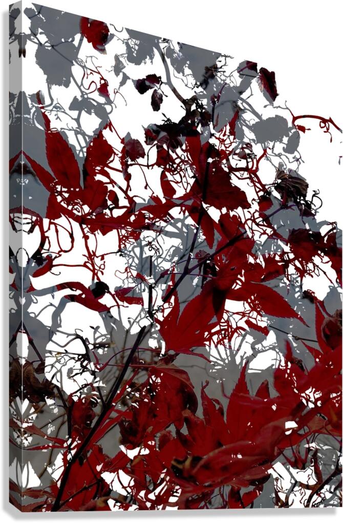 V876 Canvas Print